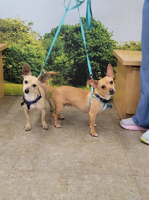 JACKSON - Chihuahua available for adoption