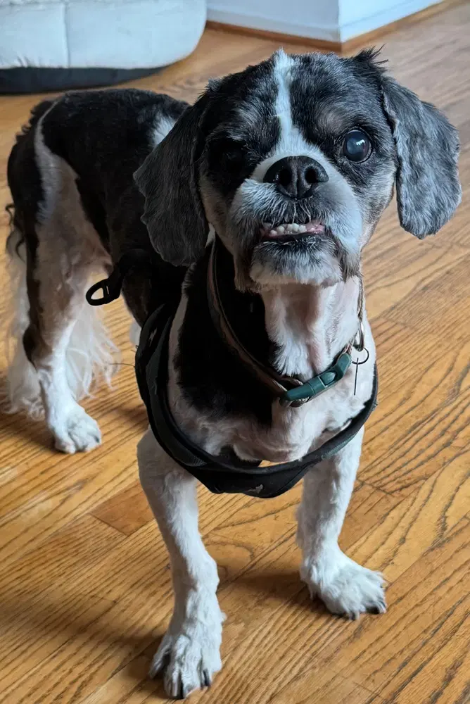 Ushi - Shih Tzu