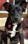 Zeus formerly Bentley - Photo 1