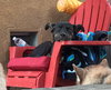 Zeus formerly Bentley - Photo 2
