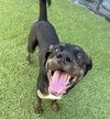 Zeus formerly Bentley - Photo 4