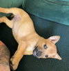 Penny - Photo 3