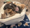 Penny - Photo 4