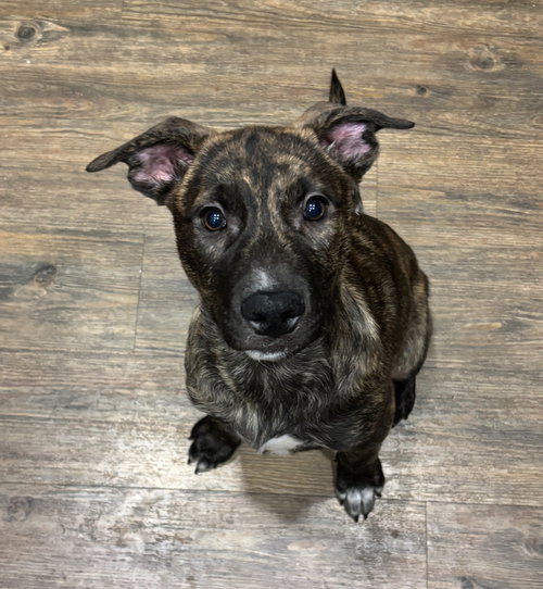 JIGSAW - Shepherd available for adoption
