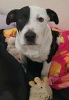Cookie - Photo 1