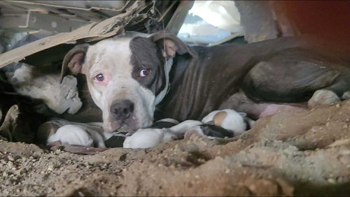 COOKIE - American Staffordshire Terrier available for adoption