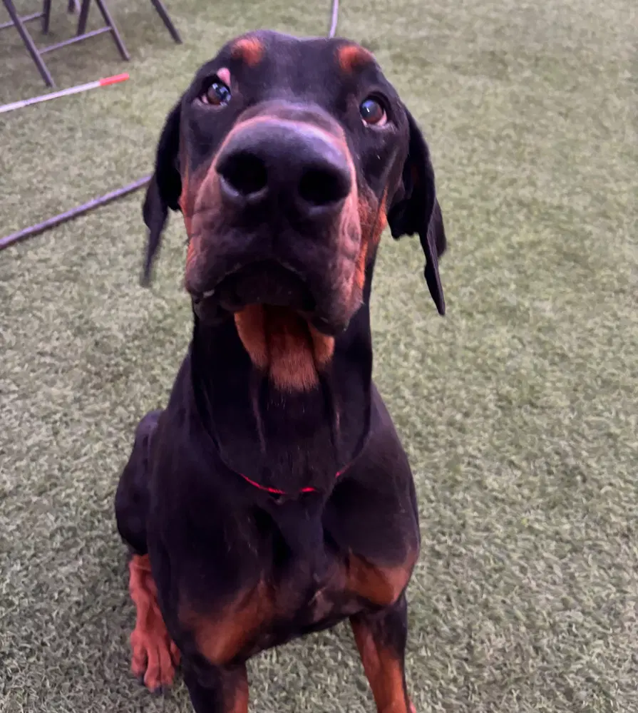 Titus - Doberman Pinscher