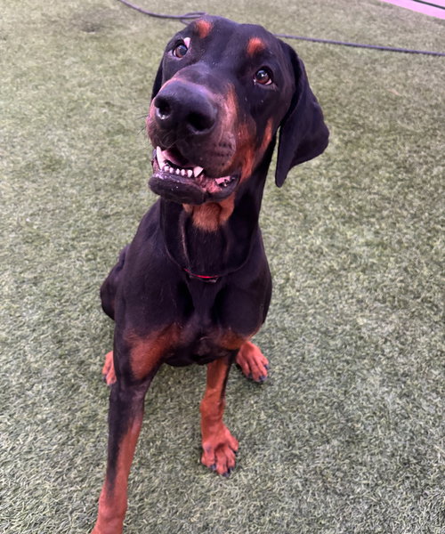 TITUS - Doberman Pinscher available for adoption