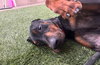 Titus - Photo 3