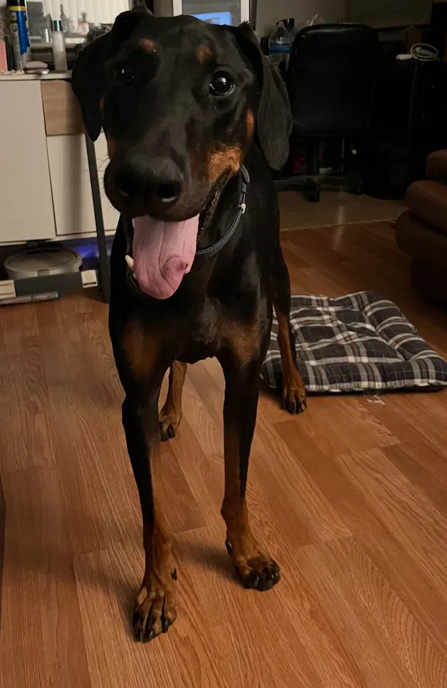 Zeke - Doberman Pinscher