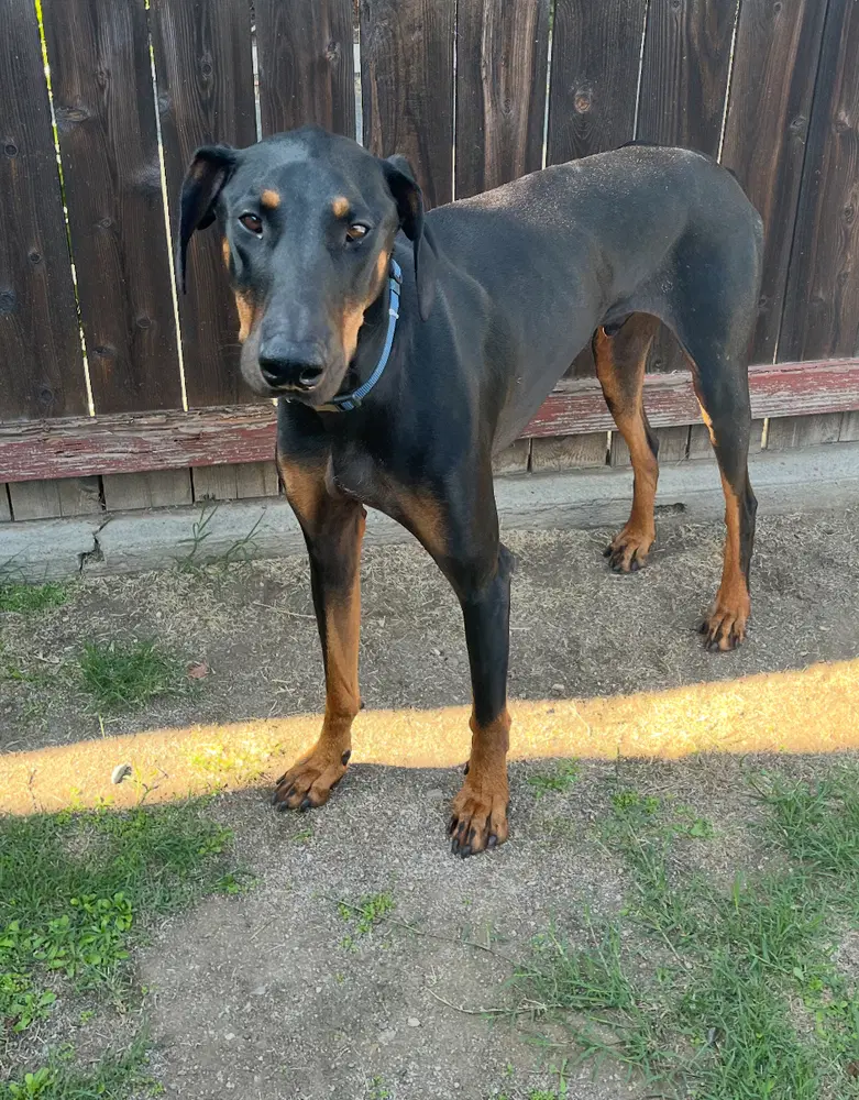 Zeke image 2