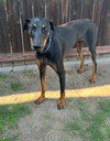 Zeke - Photo 2