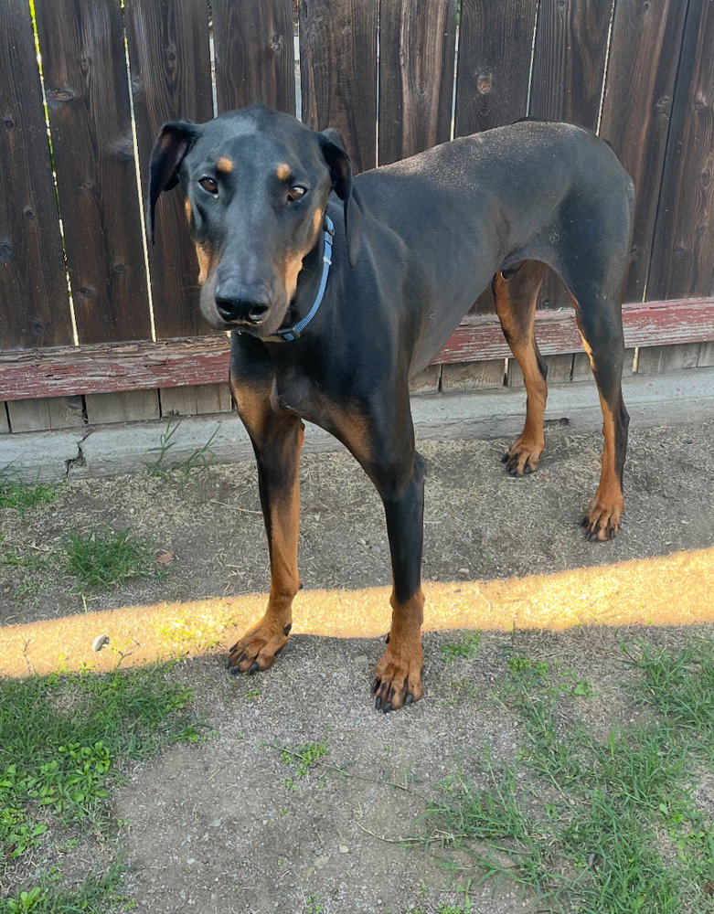 Zeke