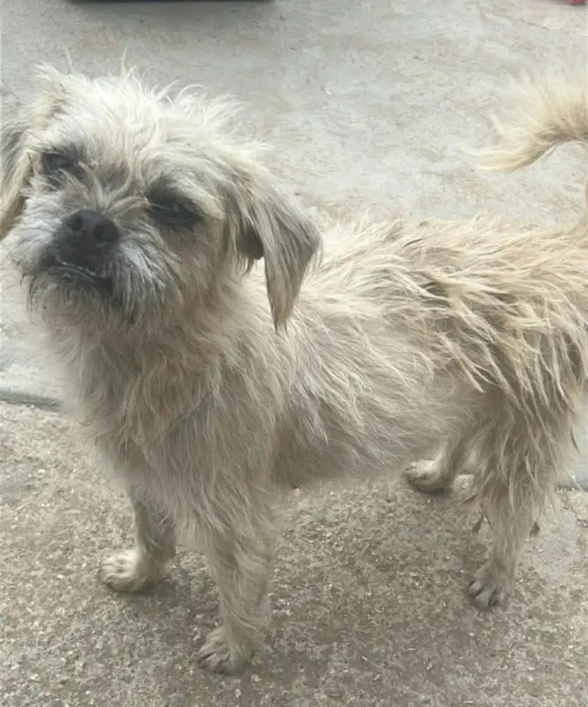 Laila - Shih Tzu