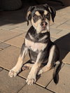 Sage - Photo 2