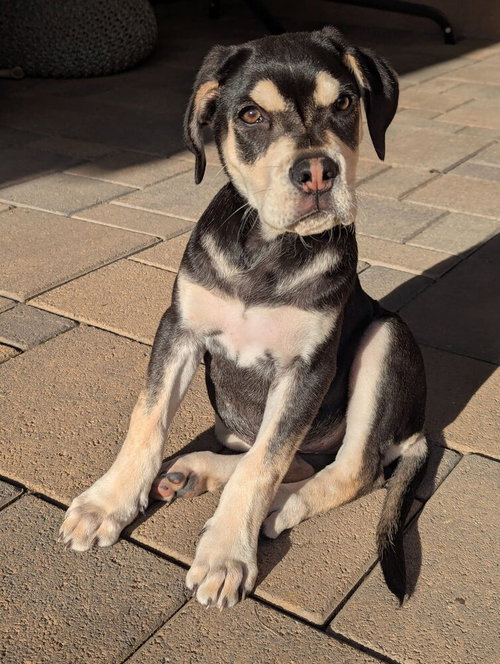 SAGE - Hound / Husky available for adoption