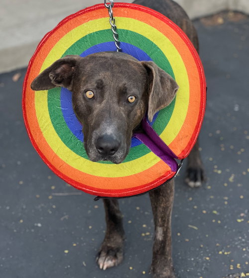 JACOB - Labrador Retriever / Weimaraner available for adoption