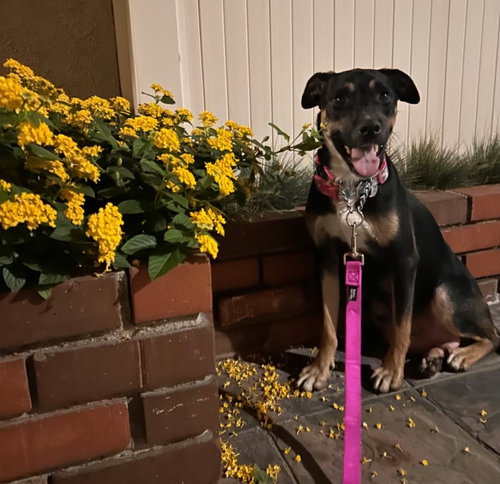 WENDY - Labrador Retriever / Shepherd available for adoption