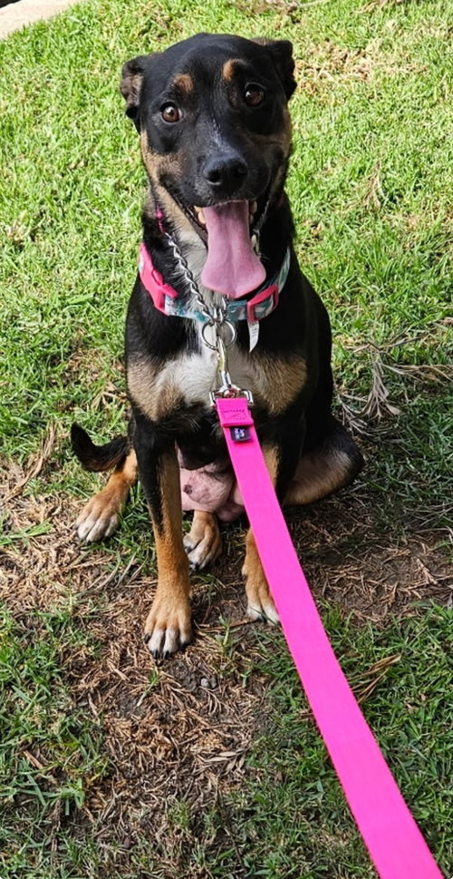 WENDY - Labrador Retriever / Shepherd available for adoption
