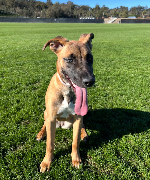 SEDONA - Shepherd / Labrador Retriever available for adoption