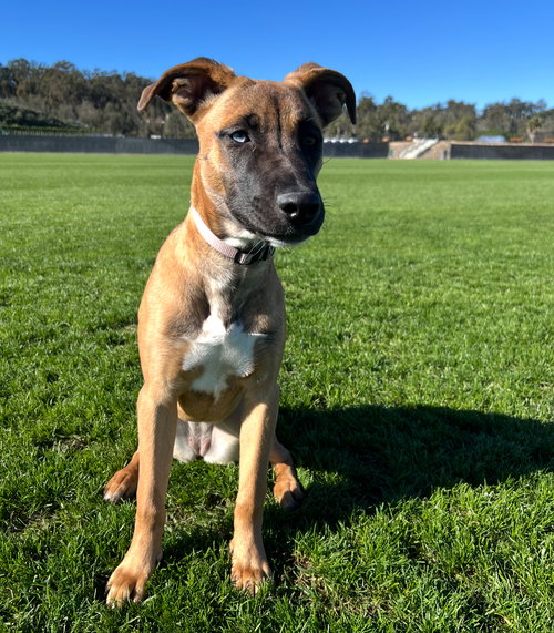 SEDONA - Shepherd / Labrador Retriever available for adoption