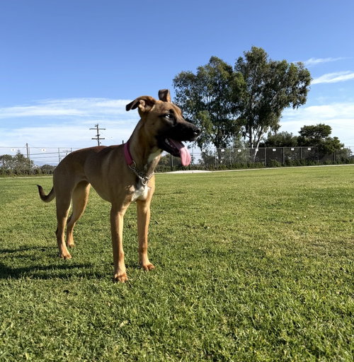 SEDONA - Shepherd / Labrador Retriever available for adoption
