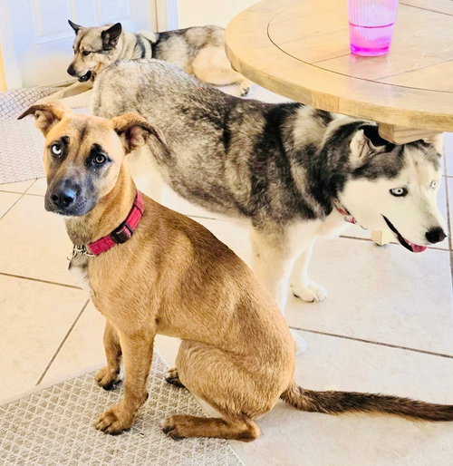 SEDONA - Shepherd / Labrador Retriever available for adoption