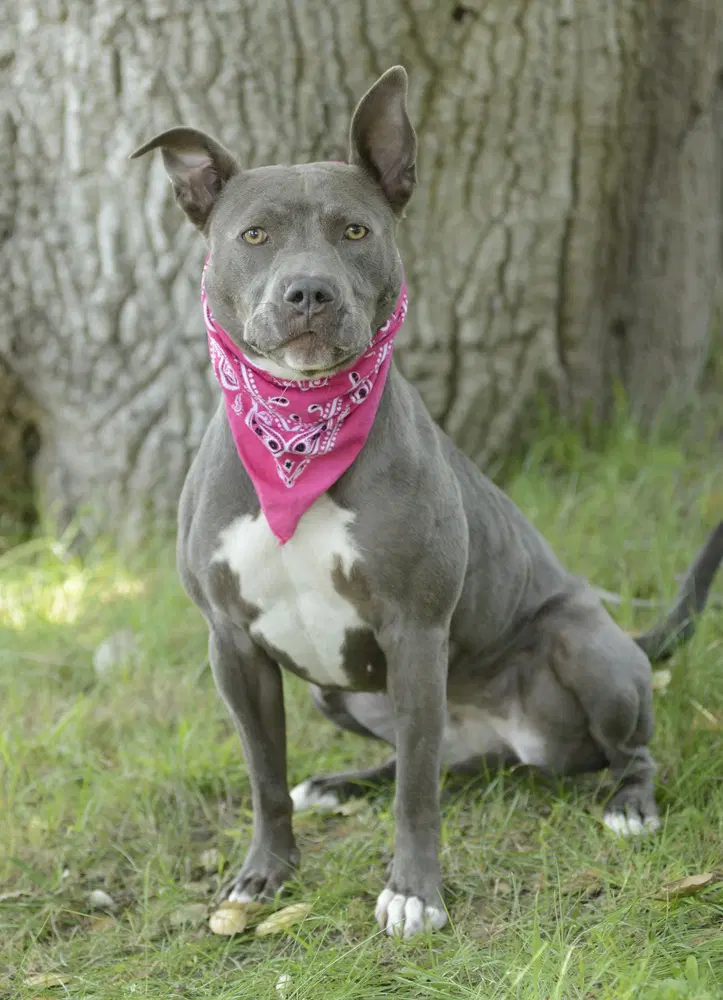 Roxy image 1
