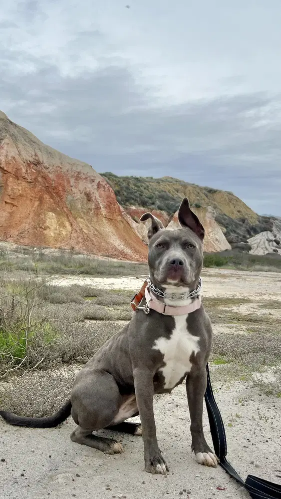 Roxy image 2