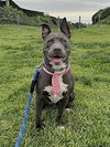 Roxy - Photo 4