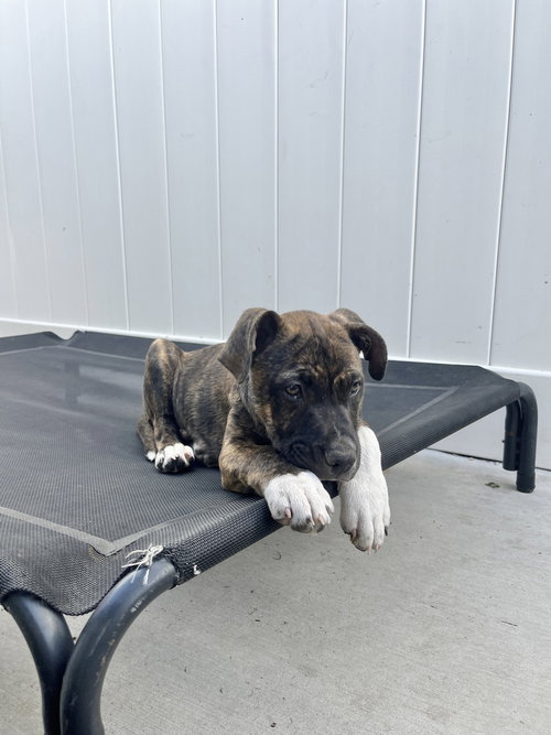LENNOX - Boxer available for adoption