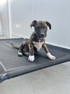 Lennox - Photo 2
