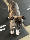 Lennox - Photo 3