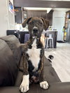 Lennox - Photo 1