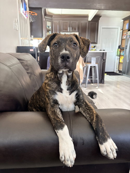 LENNOX - Boxer available for adoption