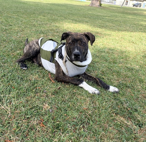 Lennox, an adoptable Boxer in Dana Point, CA
