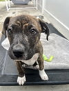 Lennox - Photo 3