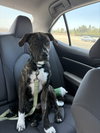 Lennox - Photo 1