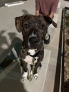 Lennox - Photo 4