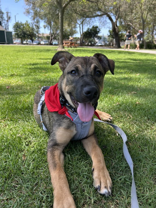 Celeste, an adoptable Husky in Dana Point, CA