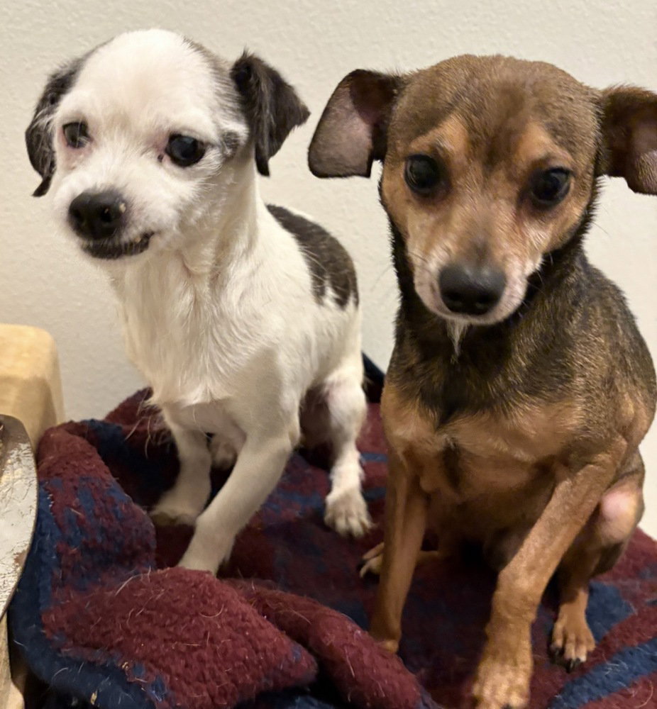 Mable & Oliver Image