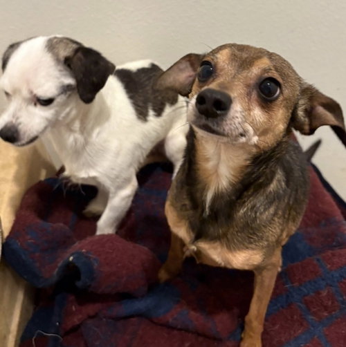 Photo 2 of Mable & Oliver