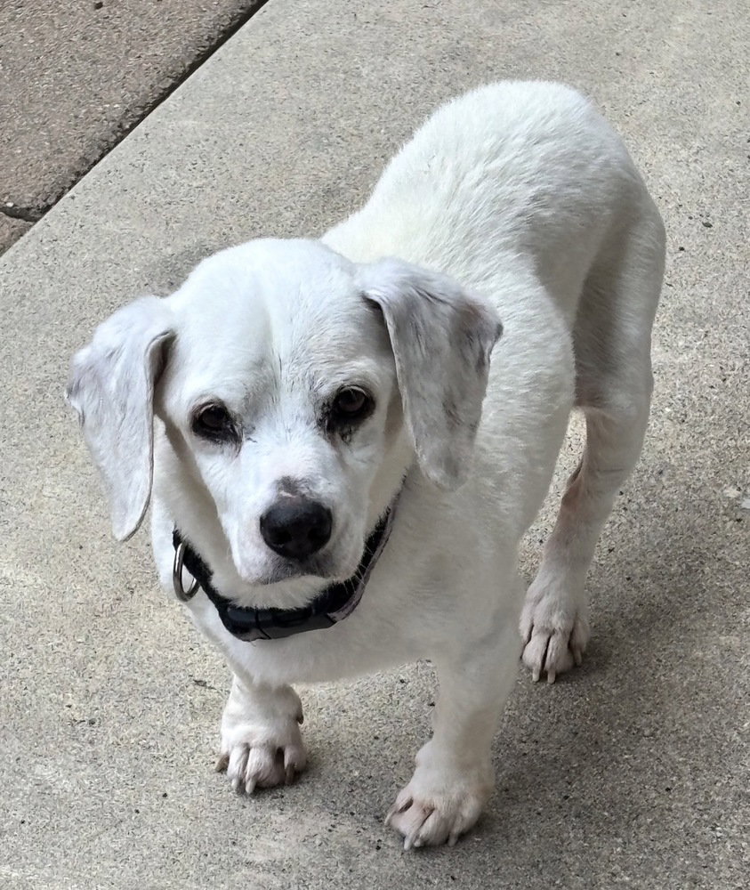 Shiloh Image