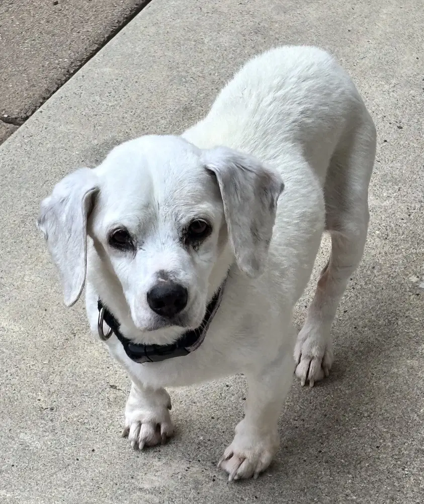 Shiloh - Beagle