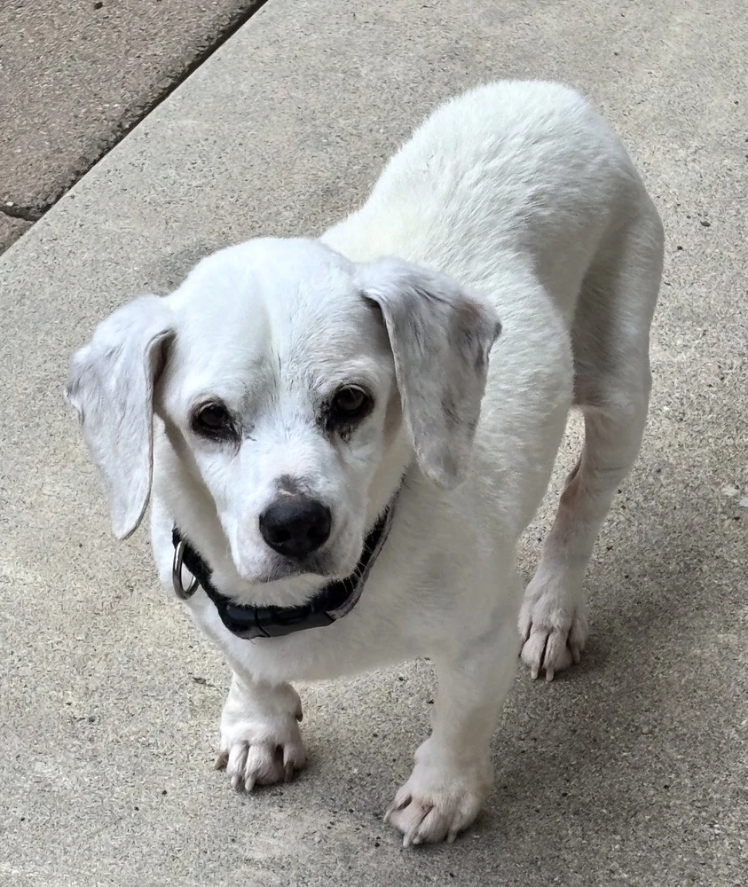 Shiloh