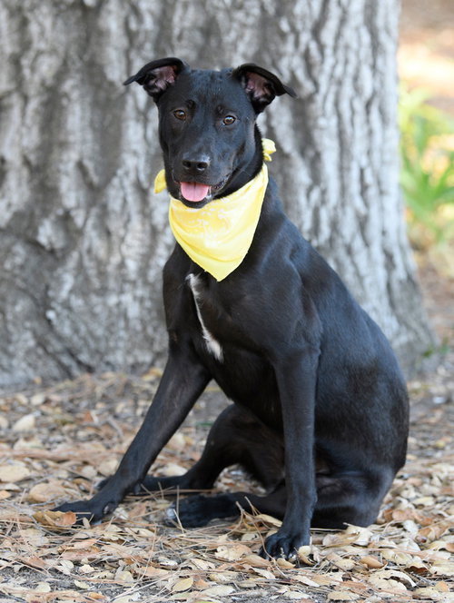 Elle, a dog for adoption from Love All Animals