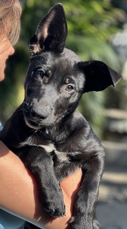 Bali, an adoptable Labrador Retriever in Dana Point, CA