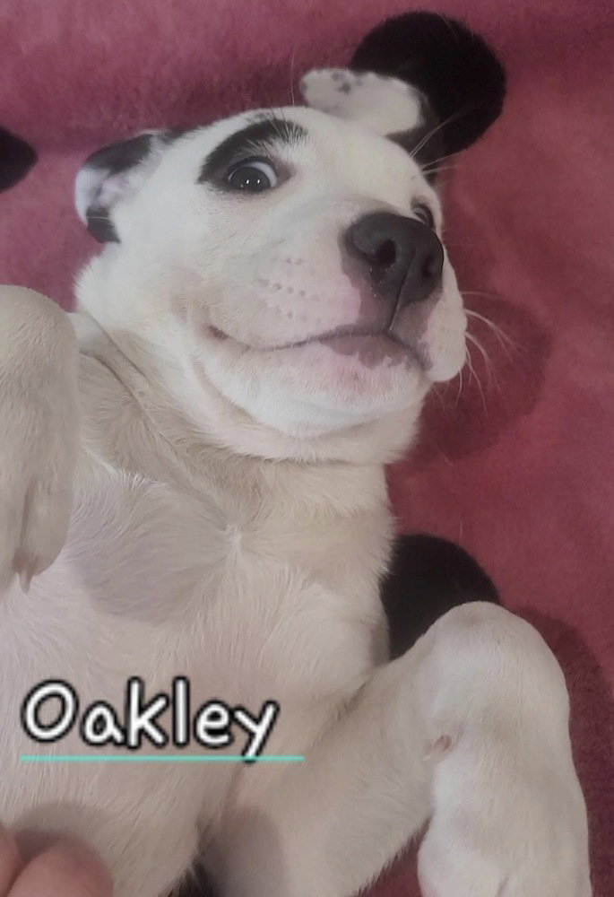 Oakley Image