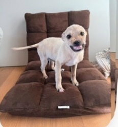 Smiley Image