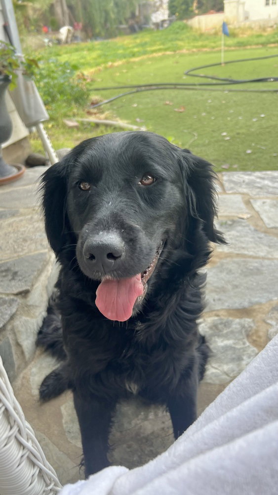 Retriever